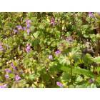 Ashburn: purple flowers