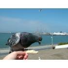San Francisco: : Feeding the pigeons. San Francisco Bay