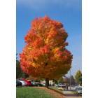 Platteville: Colors of Fall on Campus