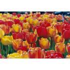 Albany: : Tulips during the Tulip Fest in Washington Park