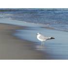 Point Pleasant Beach: Single Gull on the beach near Jenkison's