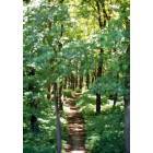 St. Paul: A hidden path in the woods in St. Paul near the Mississippi River