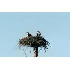 Priest River: : Osprey by the River