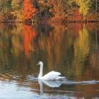 Logan: Lake Logan Swans