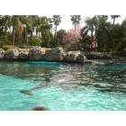 Orlando: : Dolphin in Orlando at Sea World