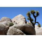 Yucca Valley: joshus tree national monument