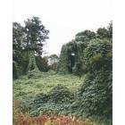 Athens-Clarke County: The ubiquitous Athens kudzu