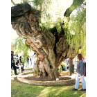 Oceanside: San Luis Rey Mission - state's oldest pepper tree