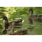 Cedarburg: ducks in milwaukee river, downtown cedarburg