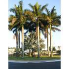 Florida City: Palm trees in Florida City, Florida.