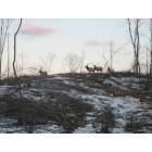Canada Creek Ranch: Elk on CCR back property - Feb 2006