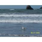 Crescent City: PELICAN