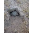 California City: South end of a North bound tortoise. Always remember to respect our wildlife!