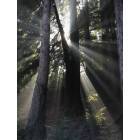Woodside: Redwood Splendor