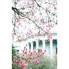 Jefferson City: Springtime at the Missouri State Capitol in Jefferson City