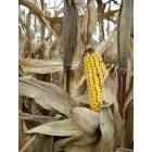 Macomb: Ready for harvest