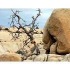Yucca Valley: Joshua Tree National Park