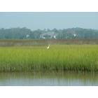 Brunswick: Marsh Habitat