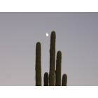 Tucson: : Cactus with moon