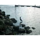 Holiday: An exotic bird searches for its pray at the Anclote River park