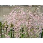 Newburgh: Blossoms On Fence