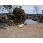 Prescott: Geese by Watson Lake in Spring
