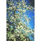 Niangua: apple tree blooming in town