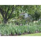 Montclair: Scene from the Presby Iris Memorial Gardens