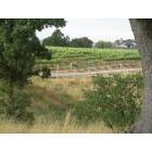 El Paso de Robles (Paso Robles): Vinyards north of Paso Robles