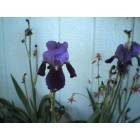 Kelso: Irises Thrive in Kelso