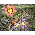 Marshallville: spring flowers in Marshallville,Ohio