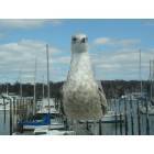 Huntington: Seagull overlooking Huntington Harbor