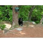 Sky Valley: Black bear - lunch time visit in Sky Valley, GA