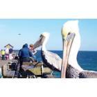 Pelicans on Flagler Beach Pier