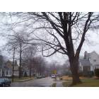 Lansdowne: Stretching and irregular tree looming over neighborhood intersection and extreme long shot of 