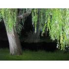 Salt Lake City: : willow tree in the site of Murray