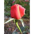 Keene: red rose bud