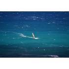 Honolulu: Wind surfing off Waikiki Beach