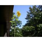 Lisle: Four Lakes Ski Resort; Sunflowers growing on my 3rd fl. Condo Balcony