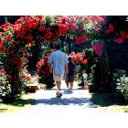 Portland: International rose test garden