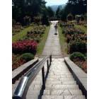 Portland: Person walking in rose garden
