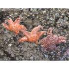 Cannon Beach: Starfish at the big rock