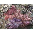 Cannon Beach: Starfish Galore