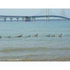Mackinaw City: A flock of geese ride the waves at Macinaw