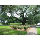Thomasville: Oak Tree