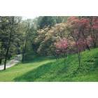 Hyde Park: Dogwoods in bloom at Vanderbuilt estate