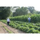 Pinson: A small farmer and his wife check their Summer crop in Pinson, AL