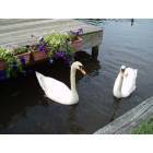 Vass: These two swans visit our dock in the Wood Lake community frequently.