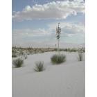 White Sands: One of the plants