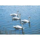 Boyne City: swans
